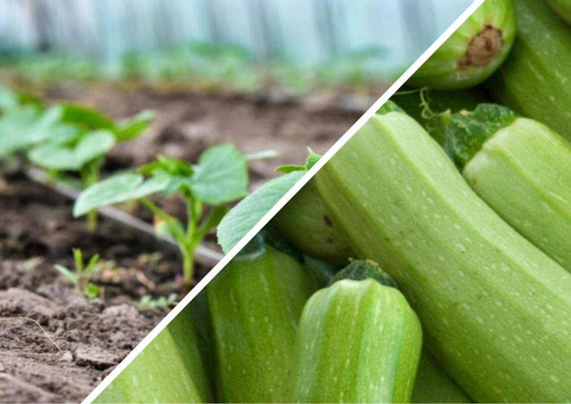Коли висаджувати кабачки у відкритий ґрунт