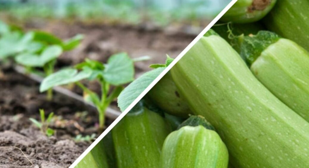 Коли пересаджувати кабачки у відкритий ґрунт, щоб встигнути зібрати три хвилі врожаю у 2025-му 