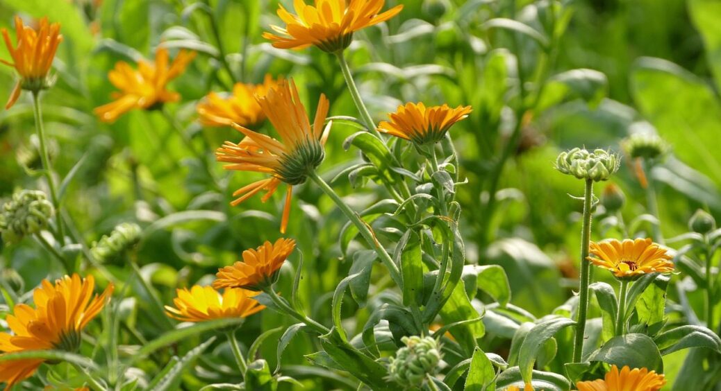 Ці тоніки для обличчя ростуть у вашому городі: 3 найцінніші рослини для шкіри обличчя 