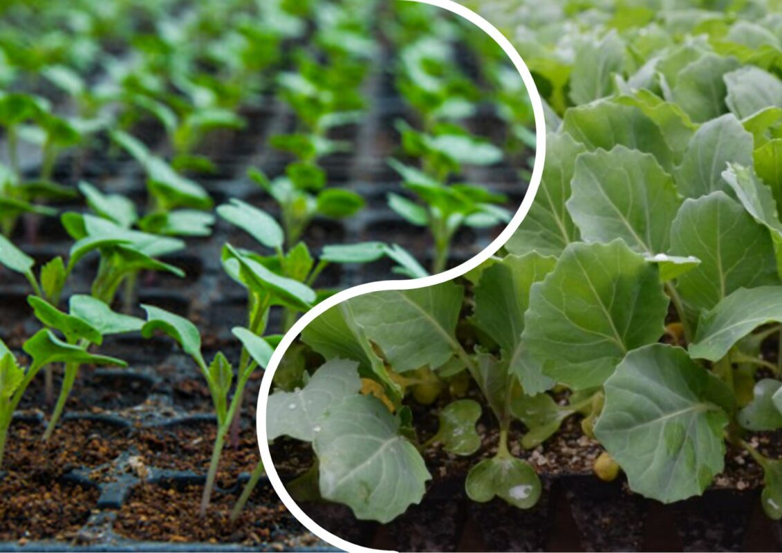 Найкращий сорт капусти