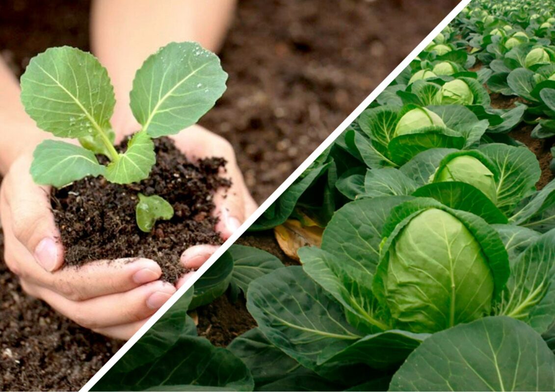 Чому тріскаються качани капусти