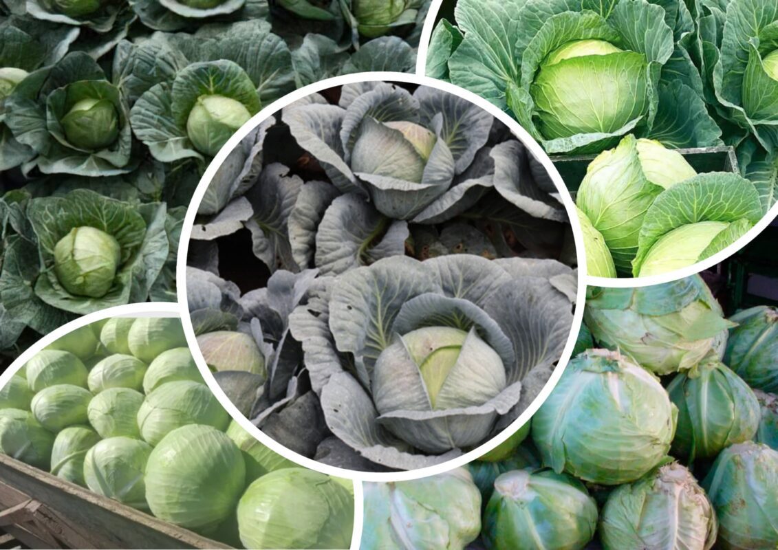 Сорти капусти, що найкраще підходять для квашення