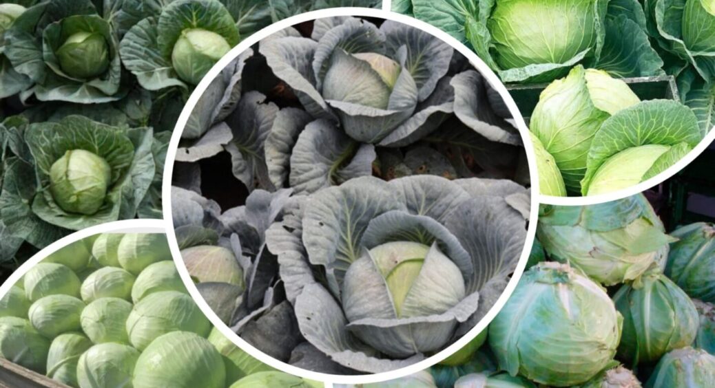 Пізні сорти капусти, які не бояться дощів – 5 кращих сортів для квашення і тривалого зберігання 