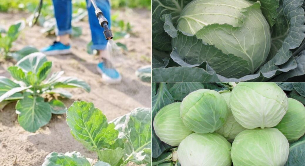 Названо сорт, якого всі городники потребують більше, ніж повітря: чемпіон серед капусти у 2025 