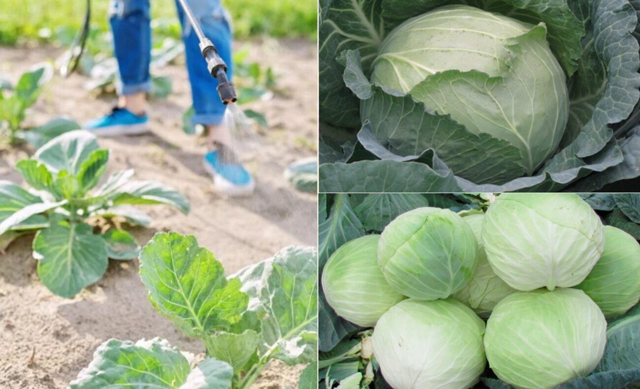 Найкращий сорт капусти з великою міцною голівкою
