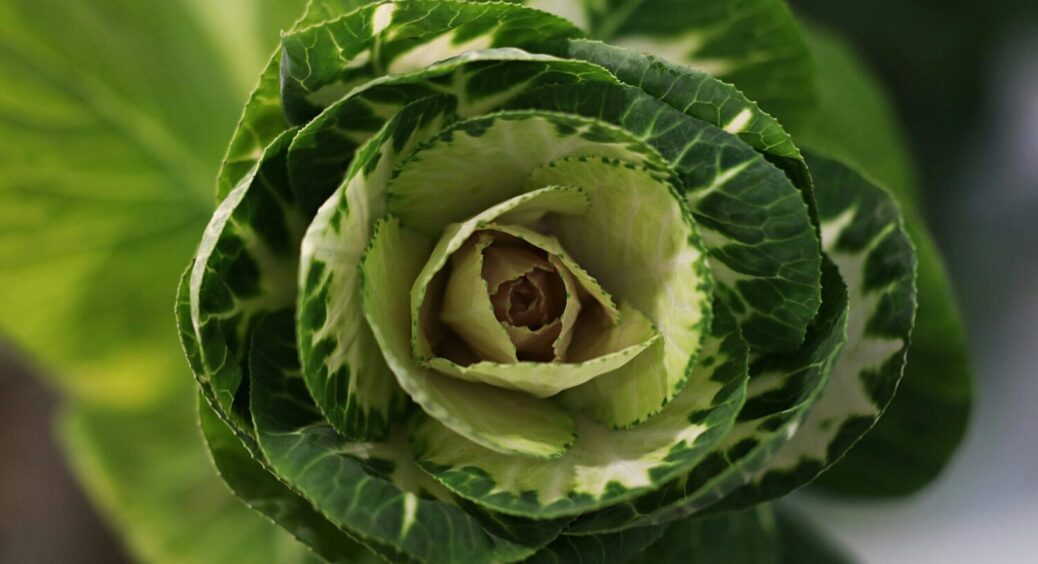 Капуста розміром з кавун: чим полити овоч влітку 2025 – 1 бюджетний продукт з кухні і готово 