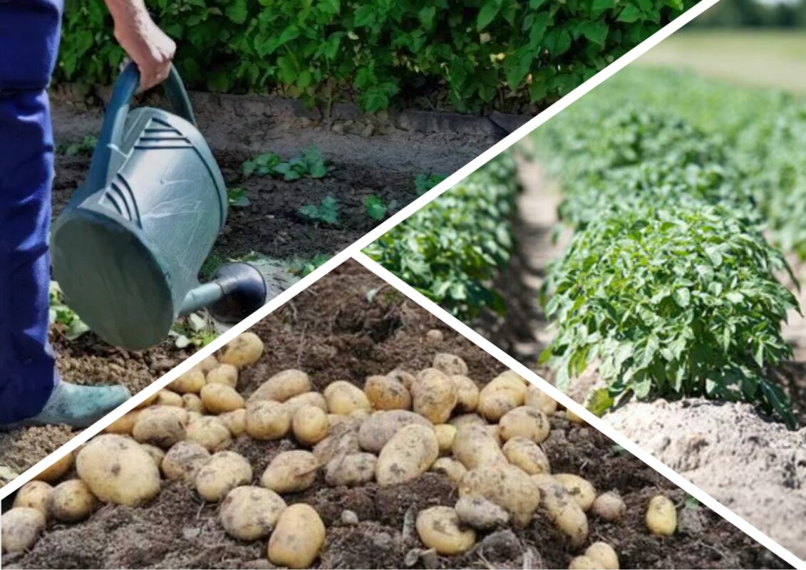 Експерт розповів про сорти картоплі, які дають врожай в бідних ґрунтах