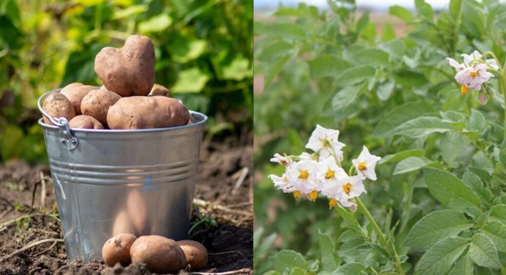 Мало хто знає: ось чому не можна садити картоплю в один і той самий ряд з року в рік 
