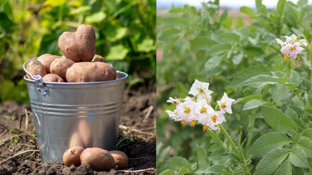 Чи можна садити картоплю на одному місці