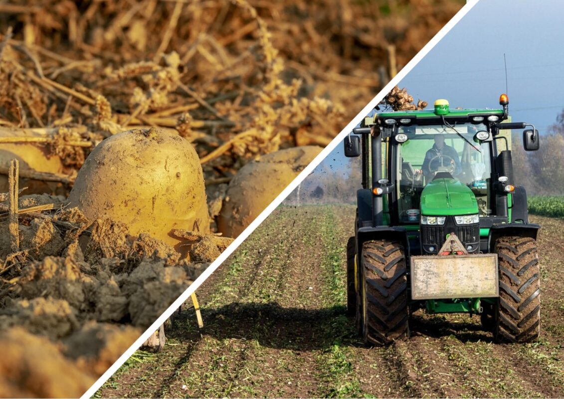 Садівники пояснили, які 2 дії обов'язково слід зробити з картоплею у червні