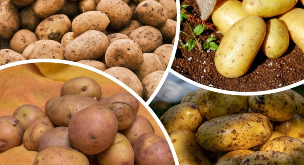 На Полтавщині використовують 2 види добрив для картоплі – урожай-2025 стане чемпіонським 