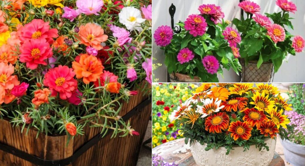 На Волині у кашпо висаджують не лише петунію: урізноманітнити терасу можна 3 видами квітів 