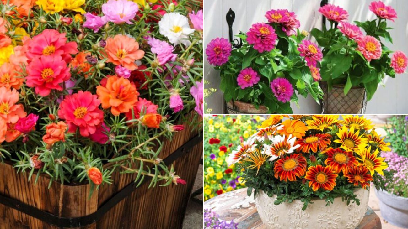 Чим замінити петунію у кашпо