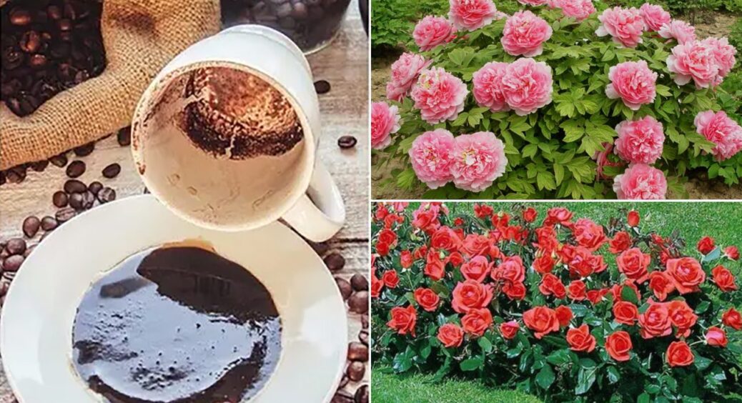 Вносимо під троянди та півонії, і тішимося своїй хитрості: 1 продукт з кухні, а який результат 