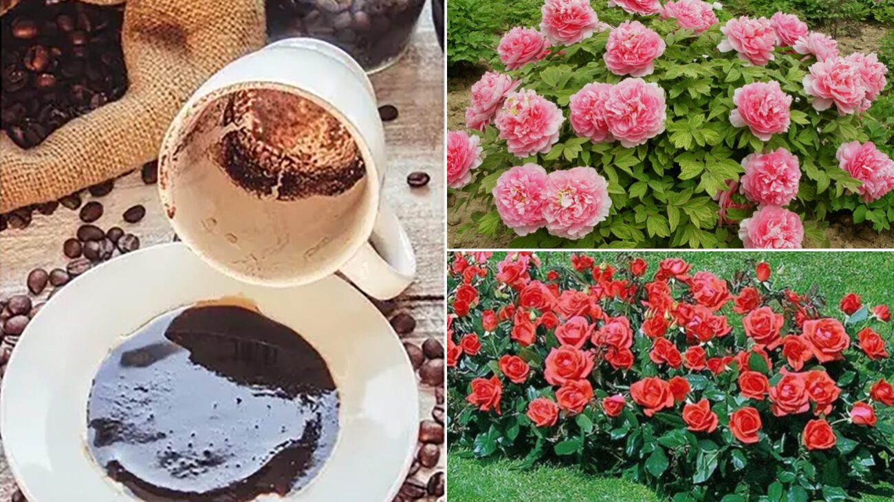 Як підживити квіти кавовою гущею
