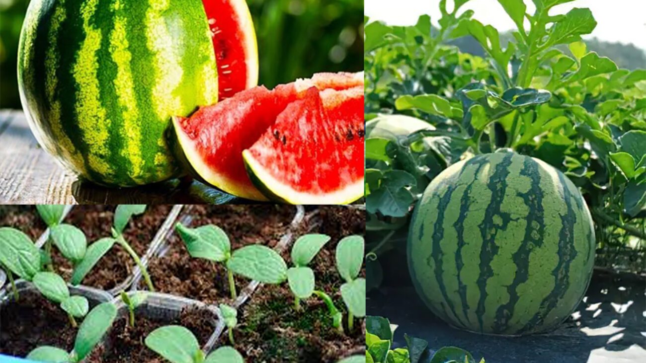 Щоб кавуни були як справжні кабани: виконання 1 поради призведе до урожаю велетенських ягід 