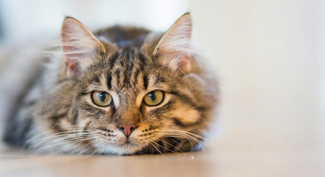 Ваша кішка сумує трішки: і в муркотиків трапляється депресія – як визначити й чим допомогти 