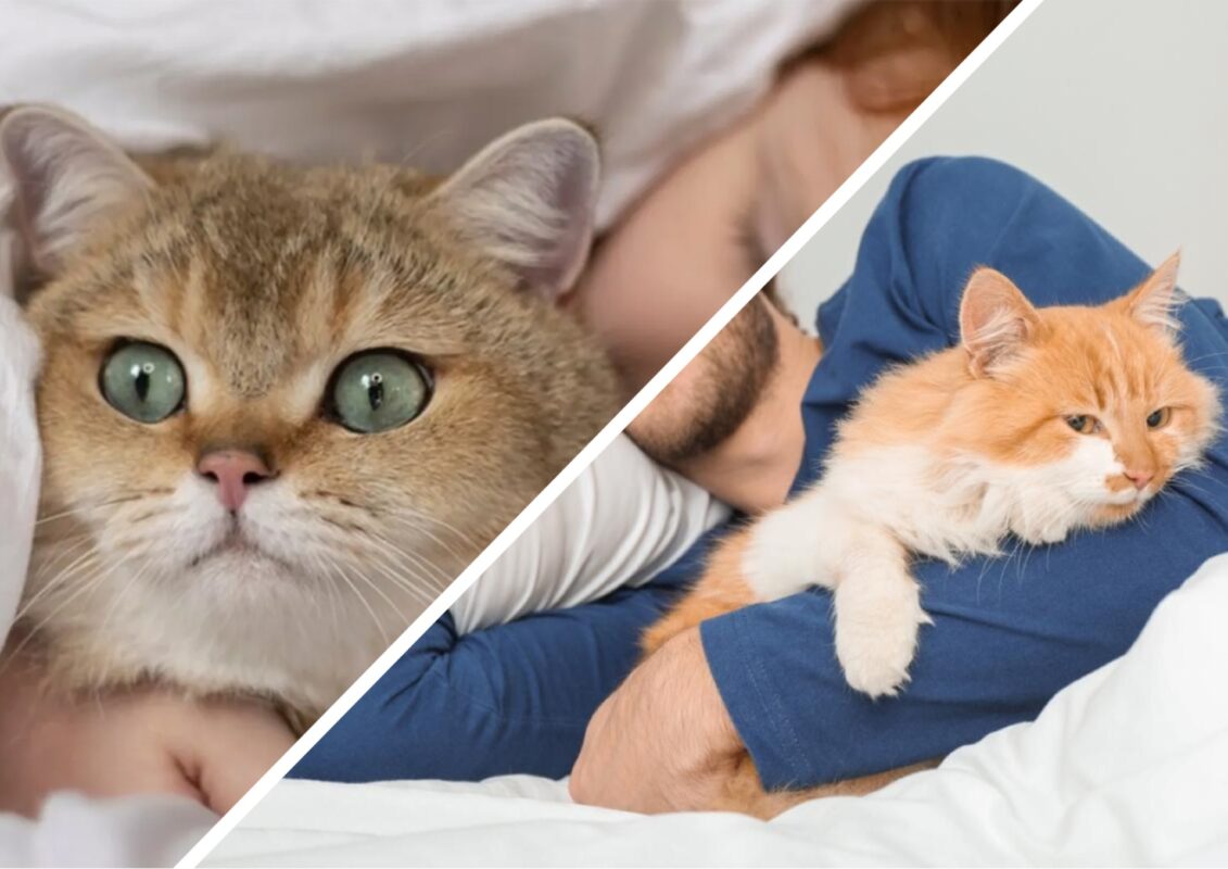 Чому кіт любить спати в ліжку з господарем