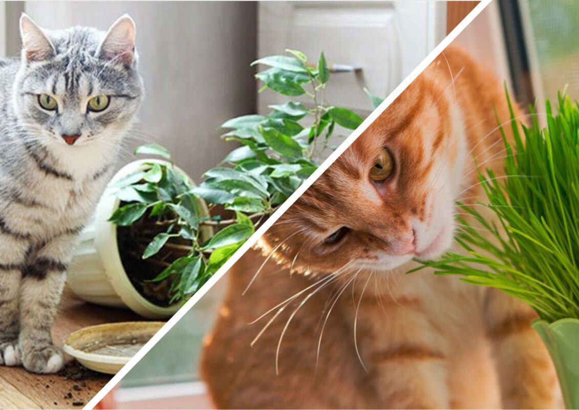 Як відвадити кота від кімнатних рослин
