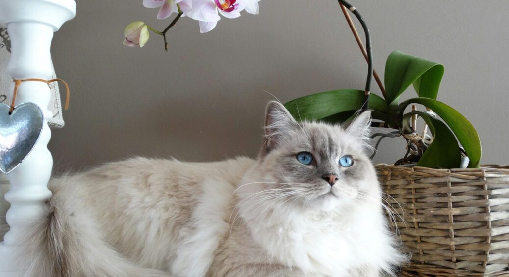 Які слова розуміють коти: вчені ветеринари з’ясували, як вести комунікацію з котами 