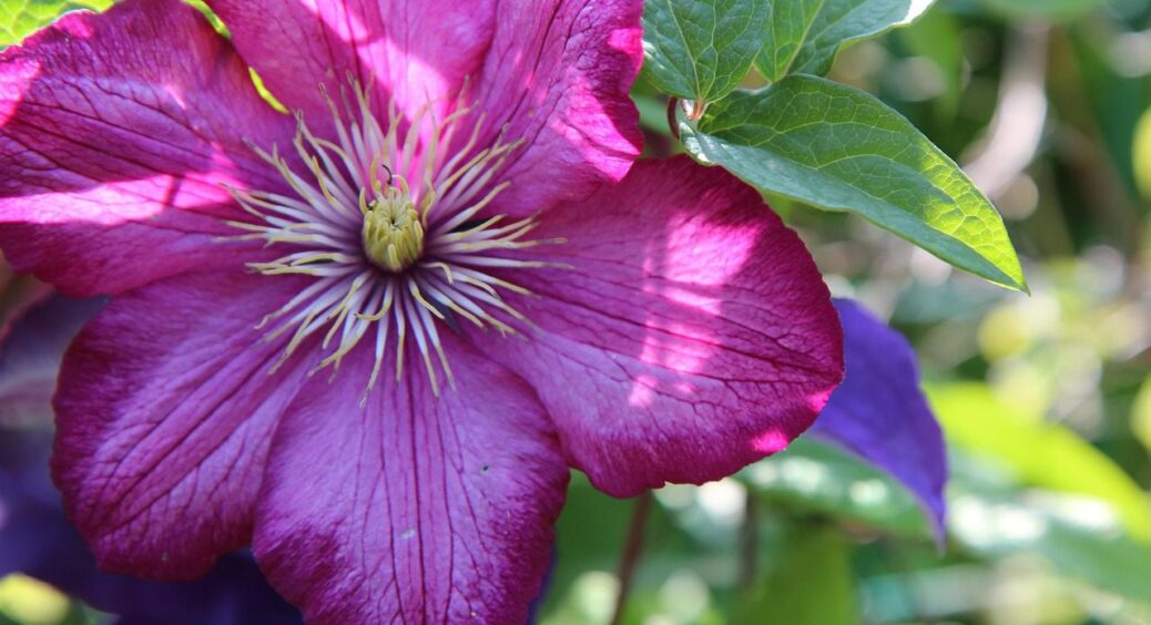 Поставили це під клематіси — влітку 2025 в саду стіна з квітів: міцні лози, бутонів купа 