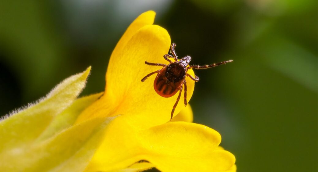 Чим вивести кліщів з ділянки? 3 найкращі методи боротьби, щоб від паразитів і слід простиг 