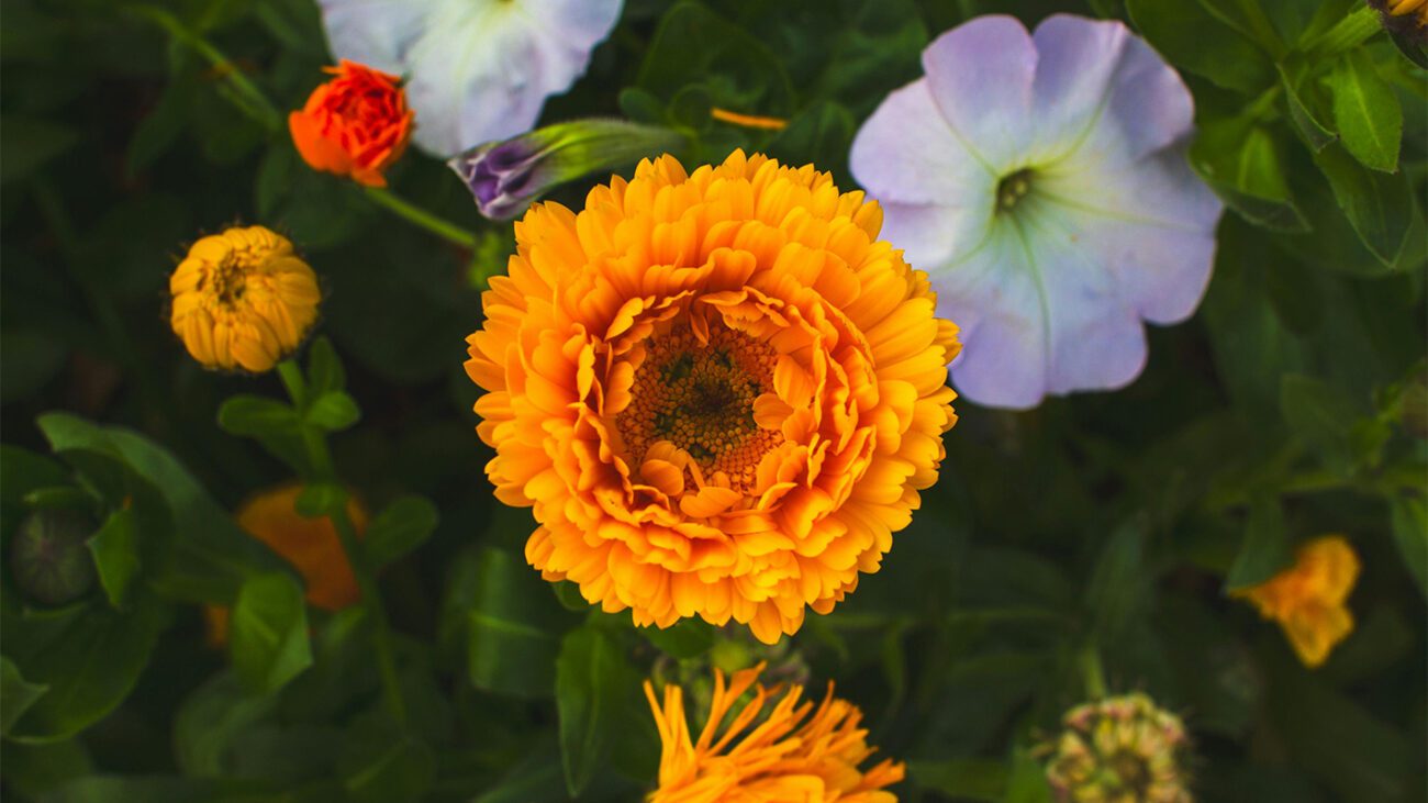 Квіти, які квітуватимуть усе літо