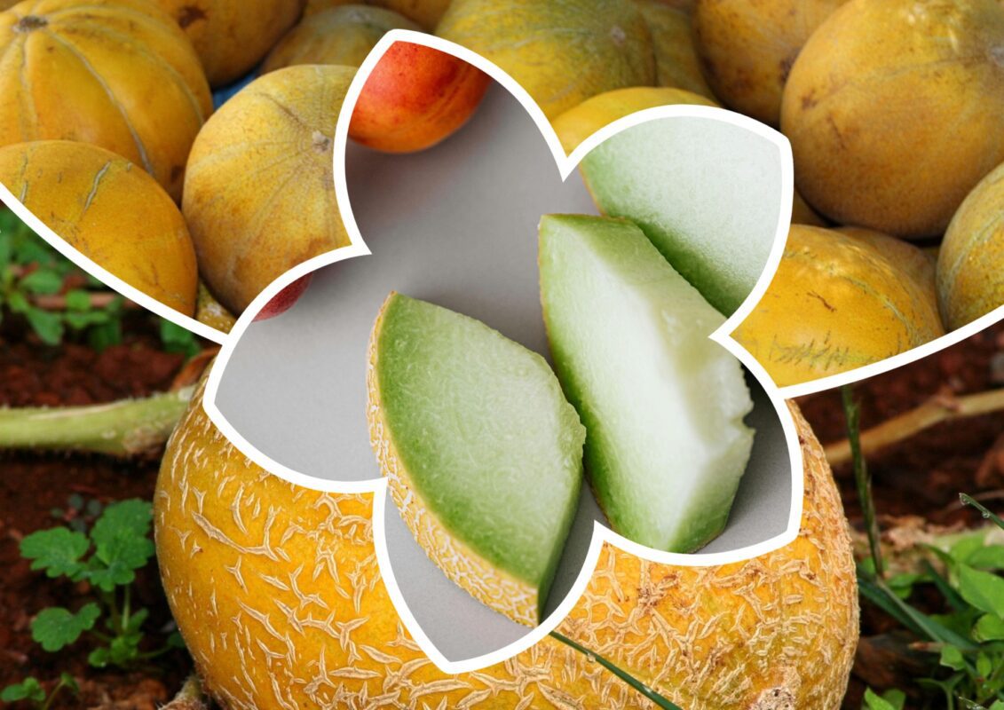 Агроном розповів, як виростити величезні дині