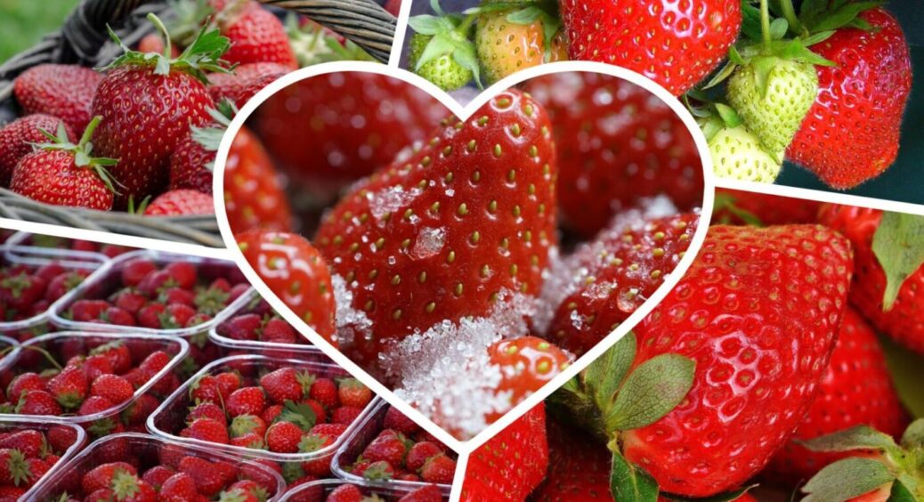 5 секретних лайфхаків збереження стиглої полуниці без холодильника – методи фермерів 