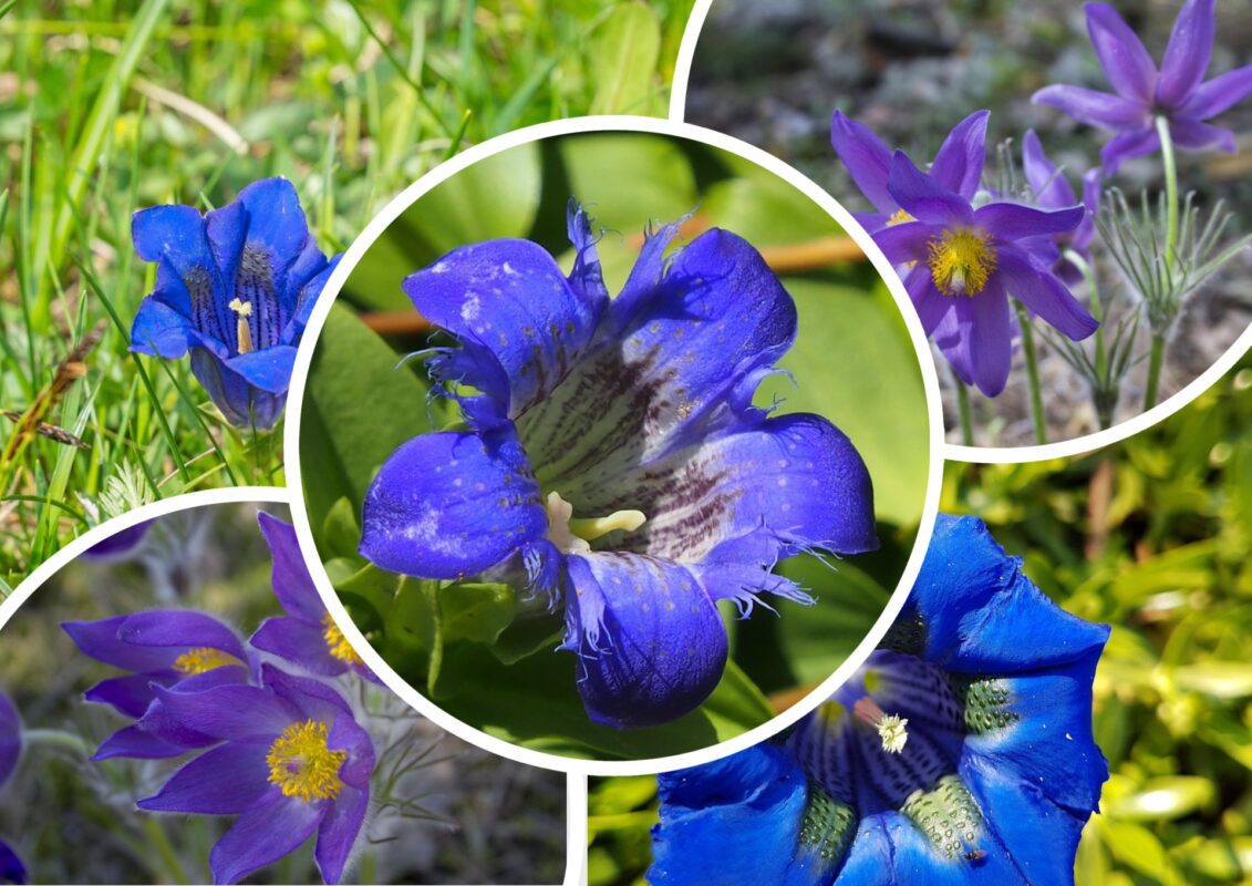 Садівники пояснили, які рідкісні багаторічні квіти приваблюють бджіл на ділянку