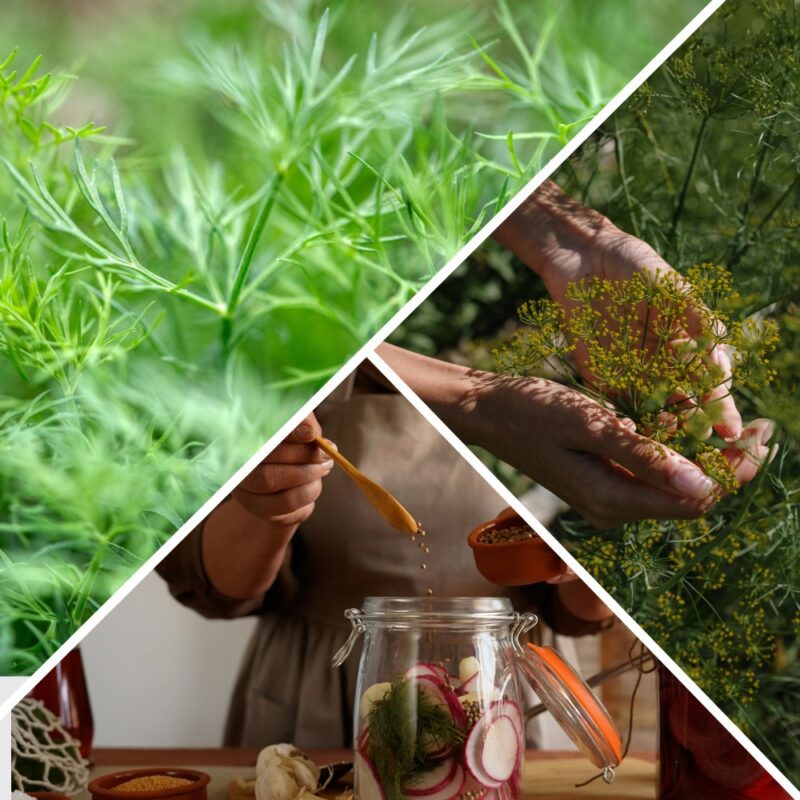 Садівники пояснили, який сорт кропу краще всього сходить на Полтавщині 