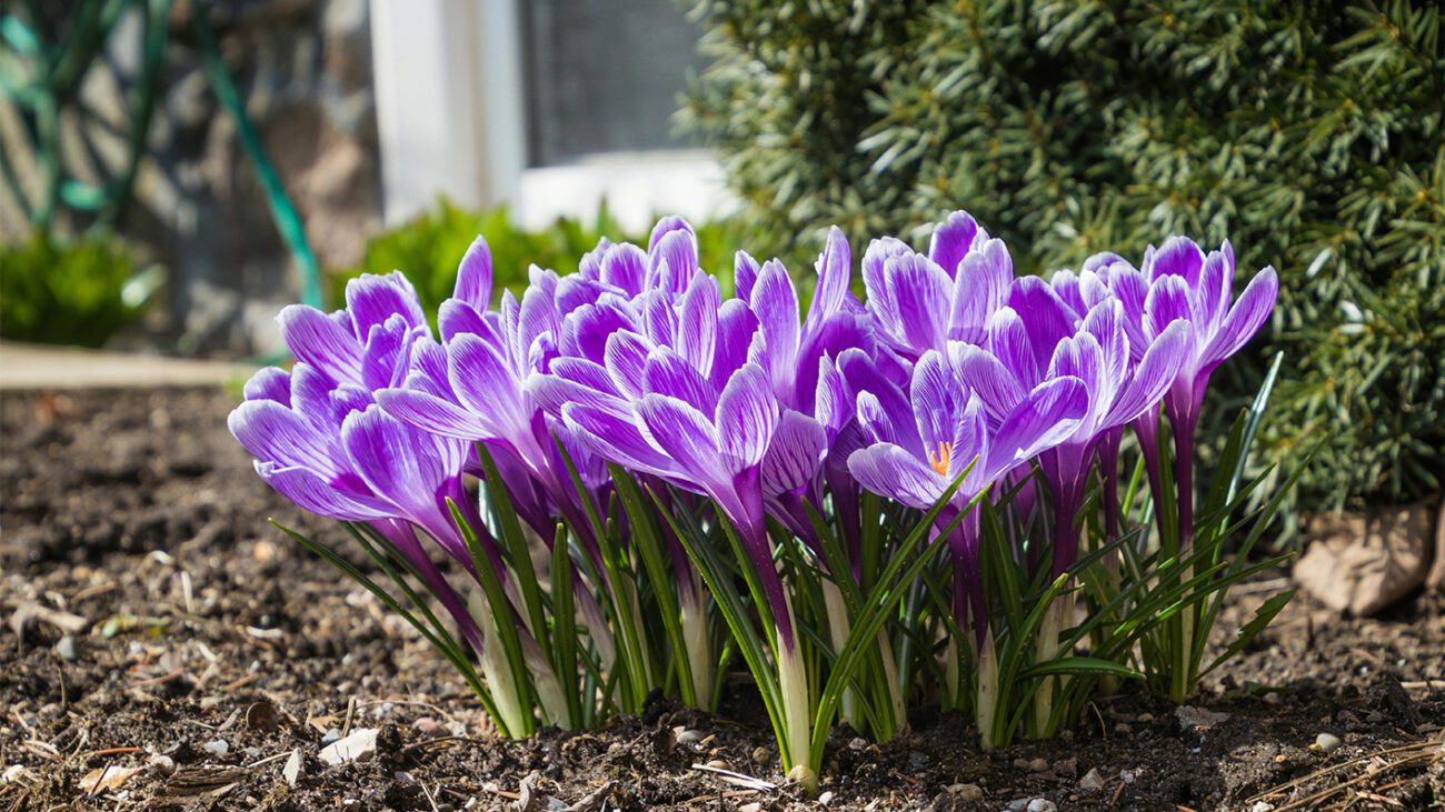 Чи потрібно викопувати крокуси після відцвітання