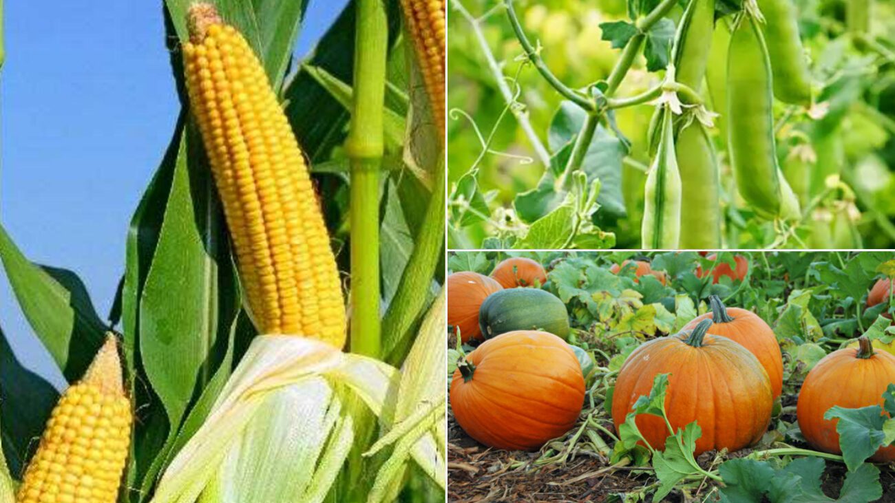 Посадіть поряд кукурудзу, гарбузи та горох