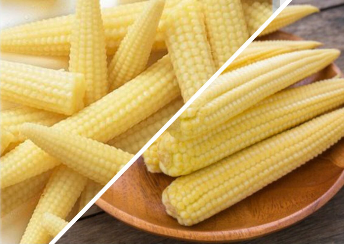 Садівники пояснили, який сорт кукурудзи родить по 3 качана на одному стеблі