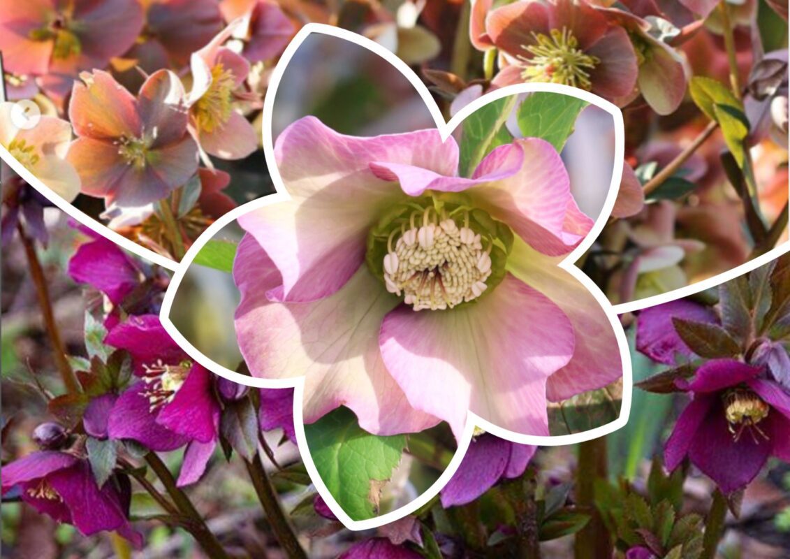 Садівники пояснили, які квіти неймовірно цвітуть у січні та лютому