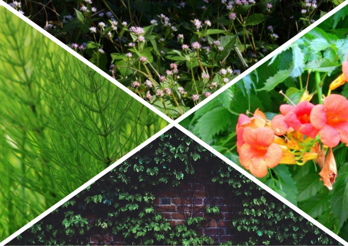 Рослини, що здатні зруйнувати будинок