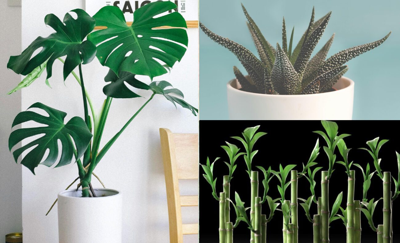 Кімнатні рослини, що насичують кімнату киснем