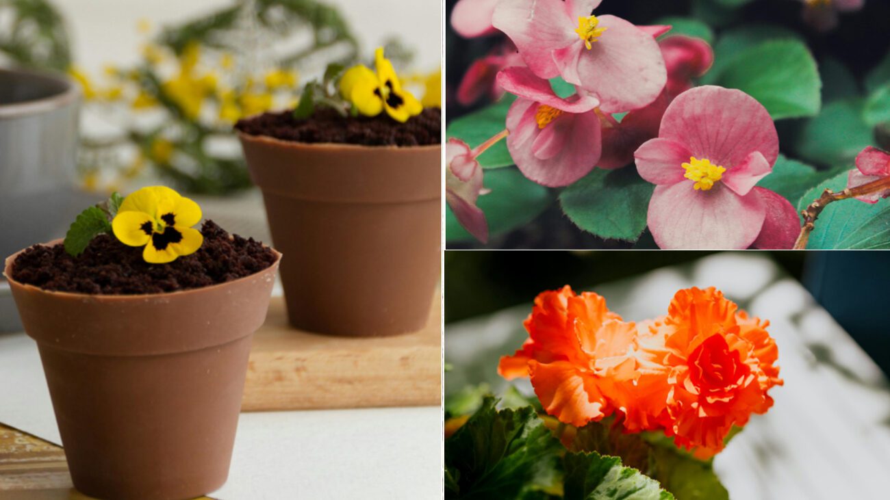 Кімнатні рослини, що розмножуються листочком