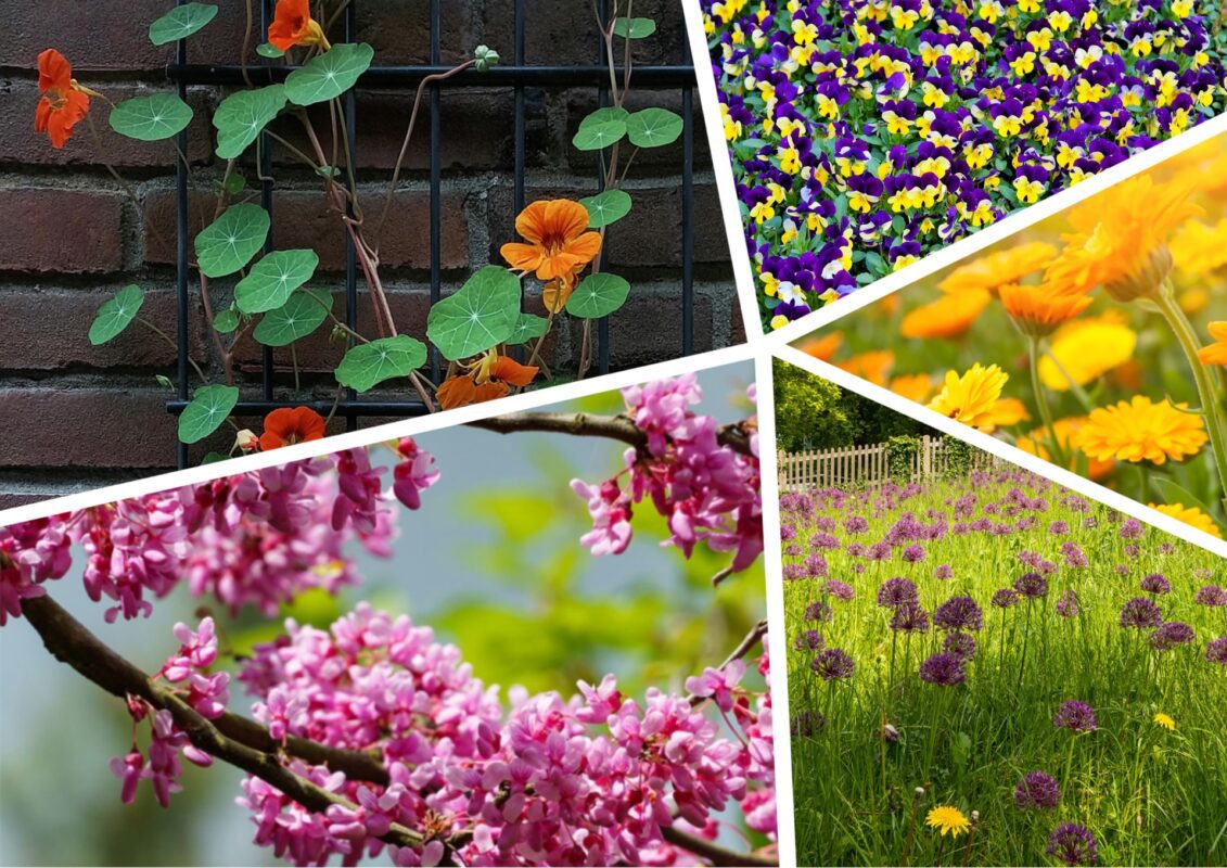 Квіти, які можна їсти