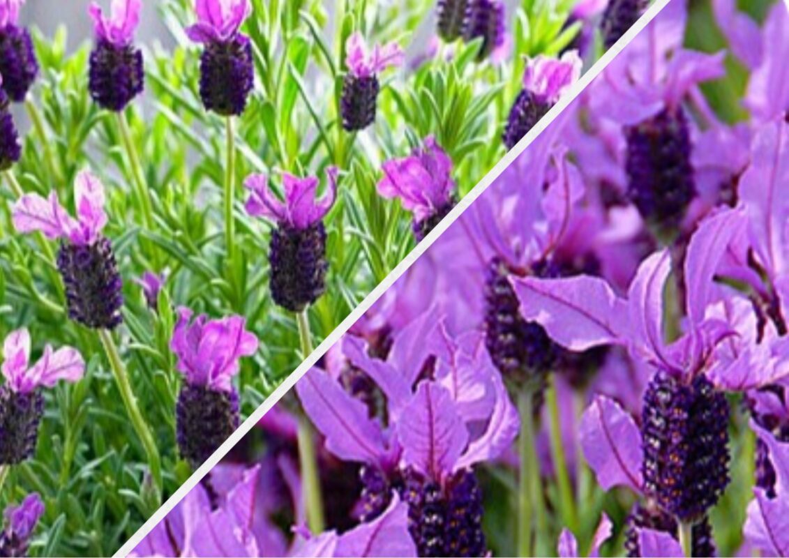 Садівники пояснили, як вирощувати широколисту французьку лаванду вдома