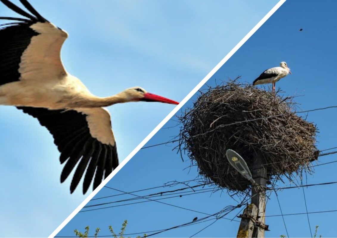 Люди допомогли лелеці відновити гніздо