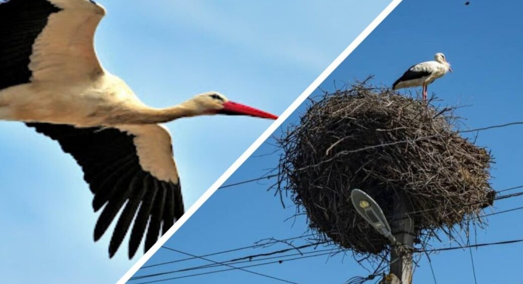 Лелеку без житла не залишили: у селі на Кіровоградщині встановили гніздо навзамін зруйнованого 