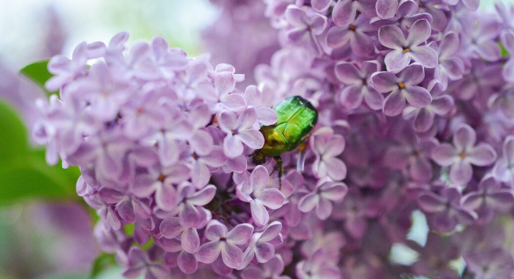 Бузок у вазі простоїть не 7, і не 14 днів, а більше: в чому вся “сіль” та весь “секрет” 
