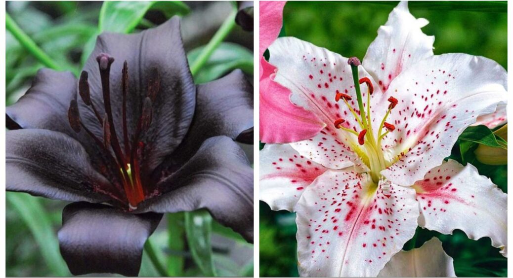 Азіатські лілії — хіт літа у 2025 році: неймовірно красиві, морозостійкі та невибагливі квіти 