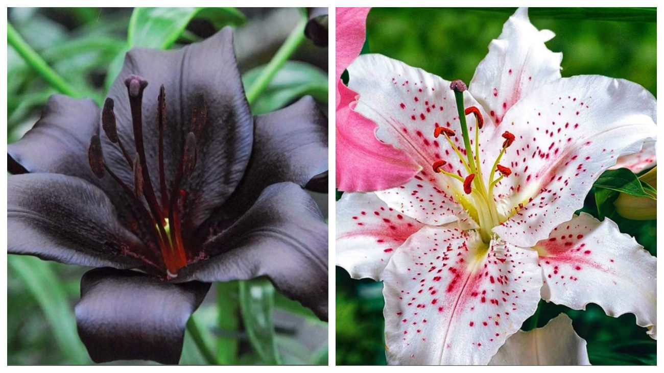 Квітникар розповів, як виростити дуже високі лілії 