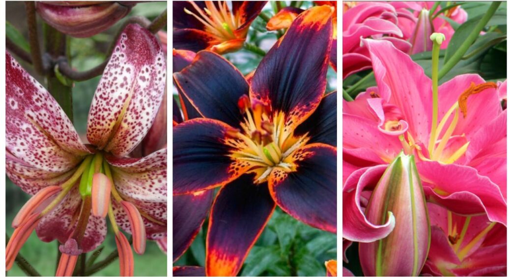 Підготовка лілій до зими 2026: щоб цибулини не вимерзли просто зробіть це, і все! 