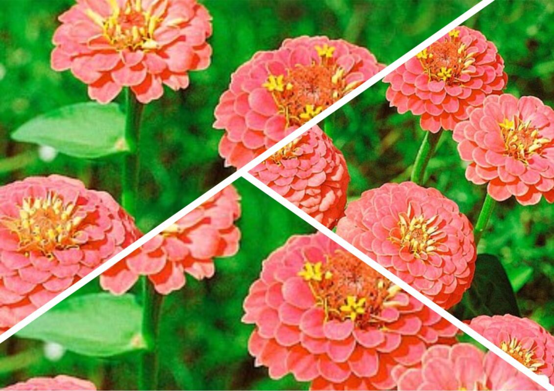 Садівники пояснили, колір яких квітів повністю імітує червону рибу