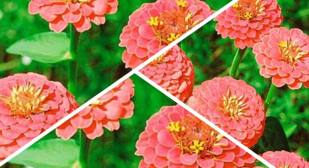 Ця “Лососева королева” неабияк прикрасить будь-який двір та сад: сорт квітів ідентичний до риби 