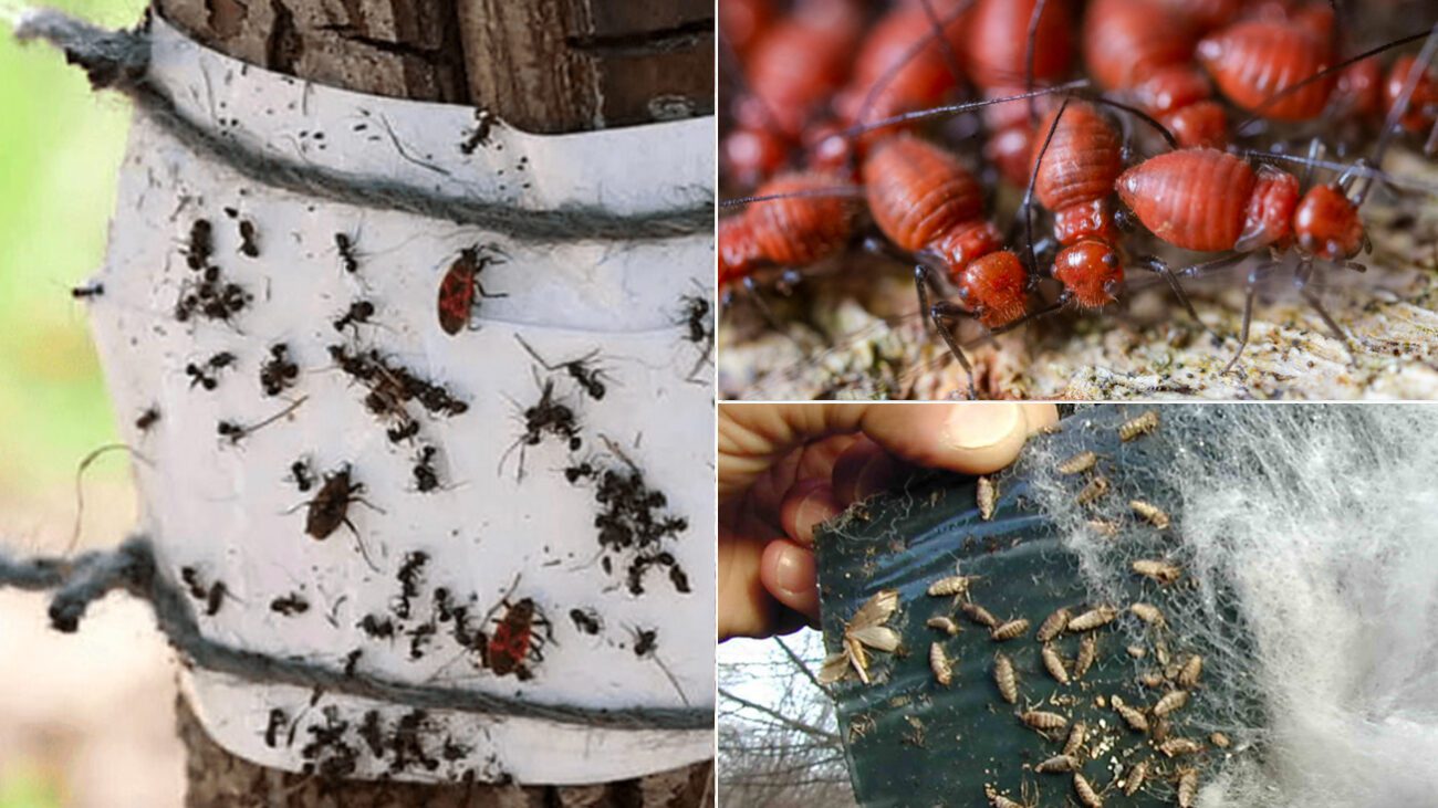 Як убезпечити плодове дерево від шкідників