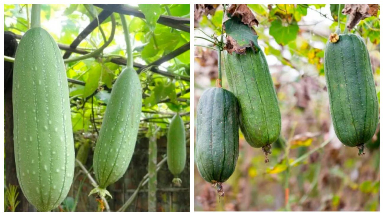 Садівники пояснили, в яких областях України добре росте сорт люфи Мочалка